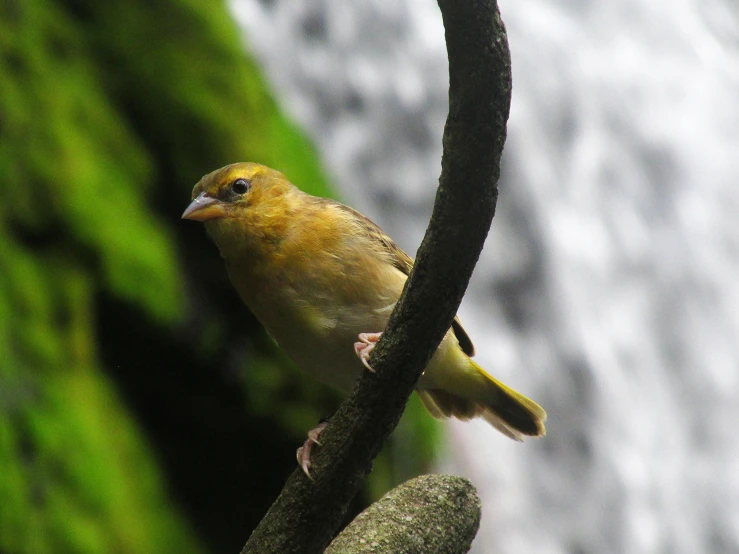 a bird is sitting on the limb of a tree