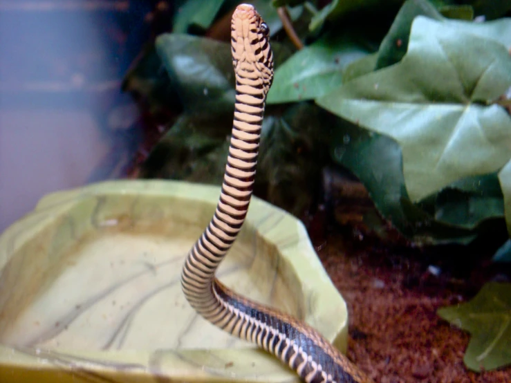 a black and white striped snake is in a bowl