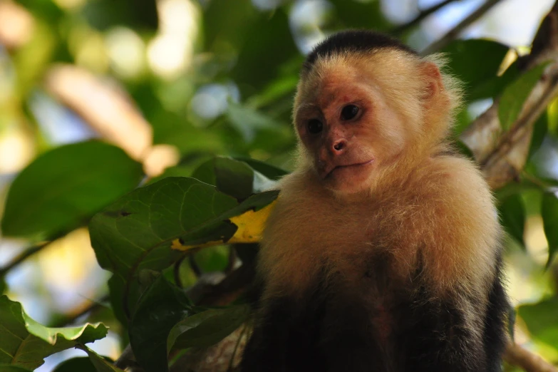 a monkey sitting in the tree with its face turned towards the camera