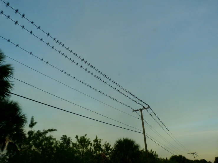 birds on telephone poles against a cloudy sky