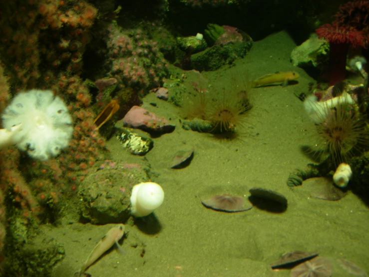an underwater po of some algae and other animals