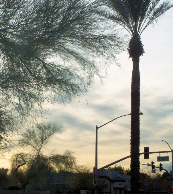 tall palm tree blowing in the wind at a stop light