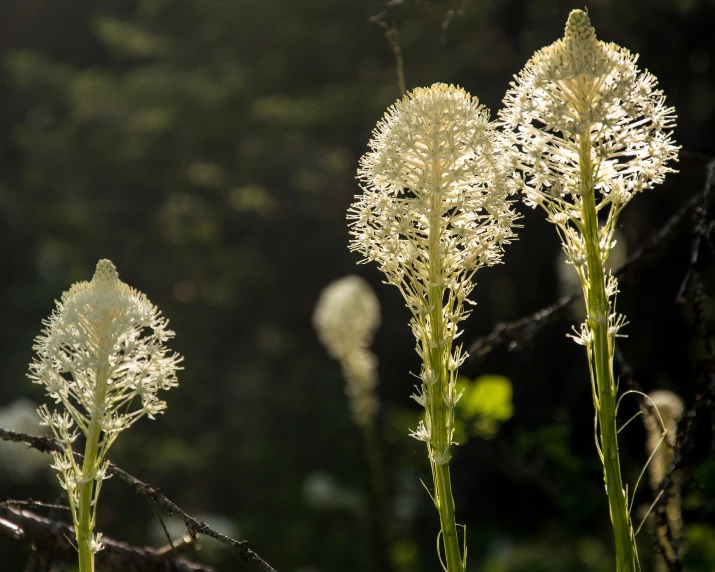 a couple of plants that are in some grass