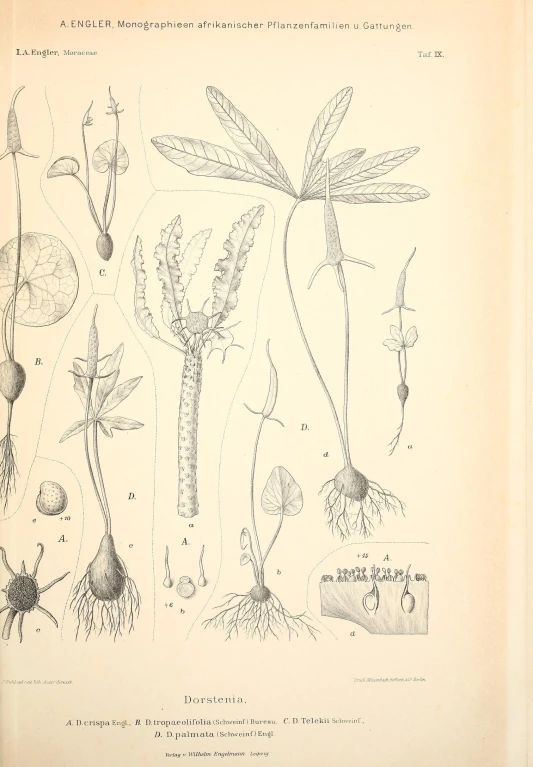 a page from a book containing plants and flowers