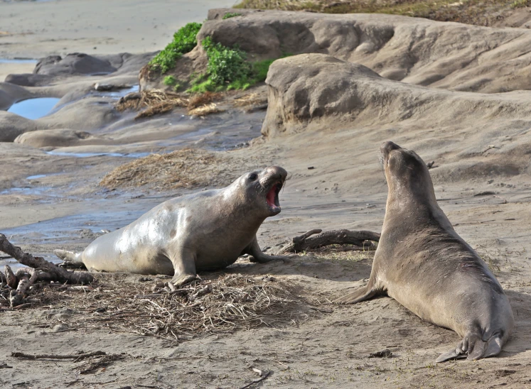 two sea lions on a sandy beach with a sea shore in the background