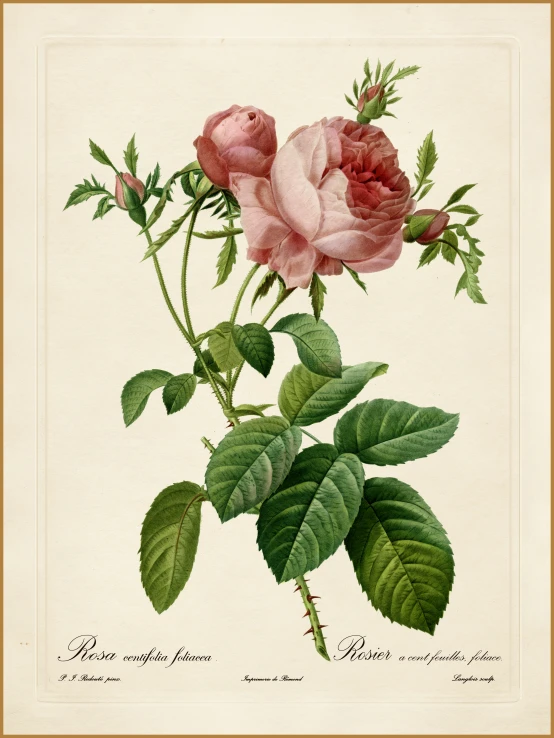 a pink rose, from the collection of famous flower engravings