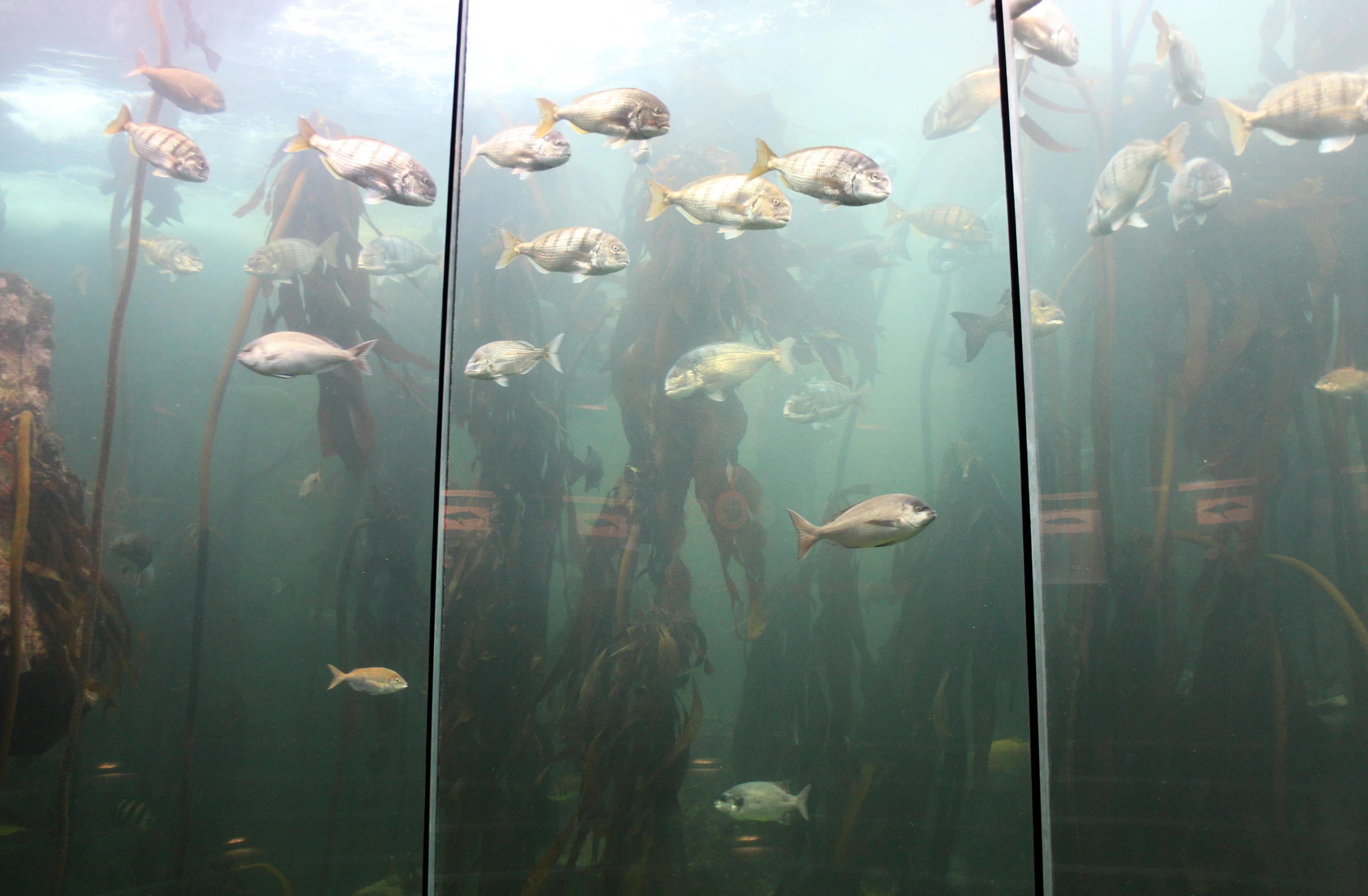 a group of fish in an aquarium swimming over the water