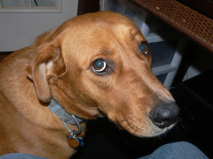 a dog is looking ahead with a serious look on its face