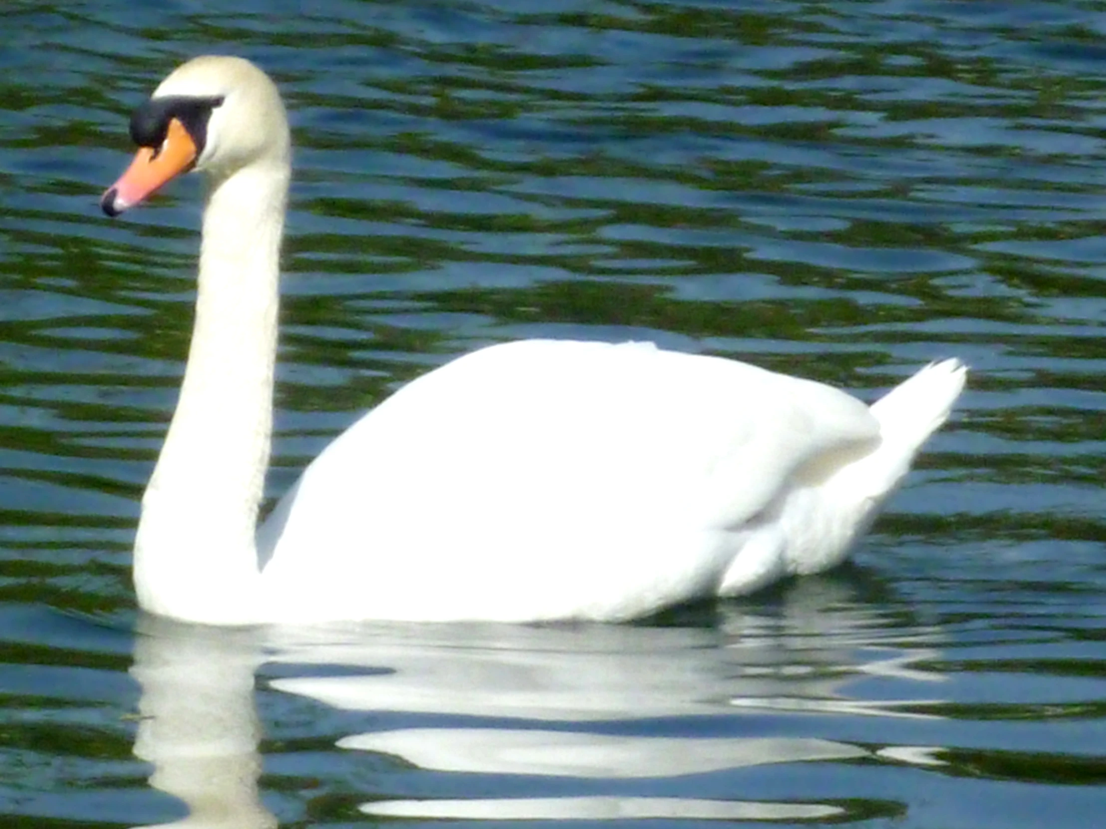 a close up of a swan in the water