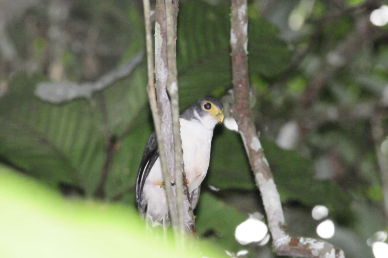 a small bird is standing on a tree nch