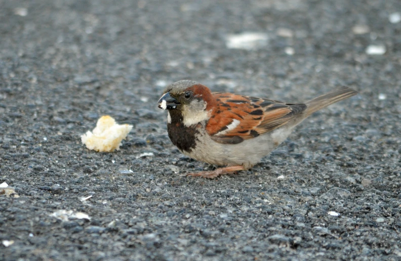 a small brown bird next to an orange and white flower
