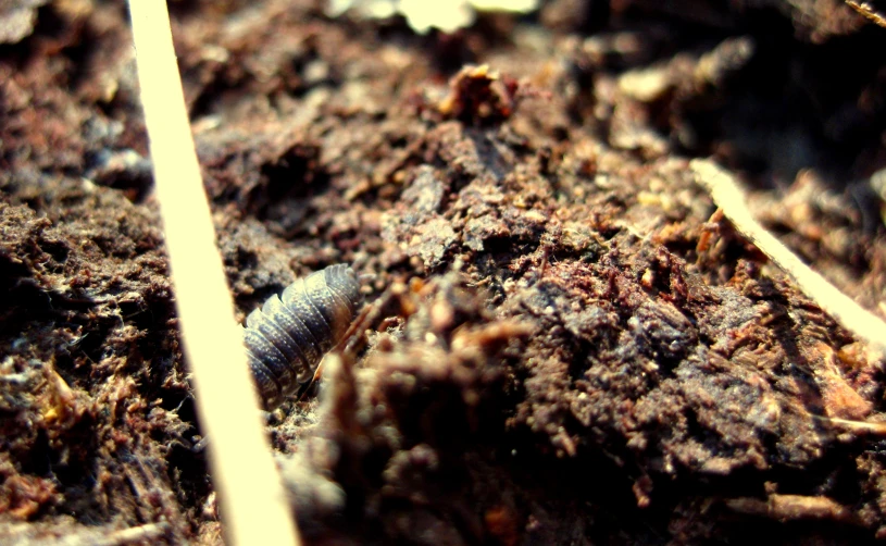 a small black insect standing in the dirt