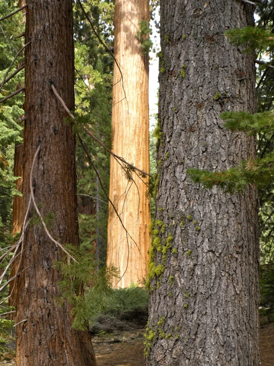 a group of trees in the forest during the day