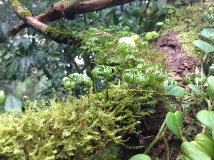 the moss covered forest is green and full of lichen