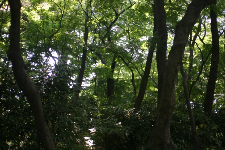 trees with very thick trunks near a street sign