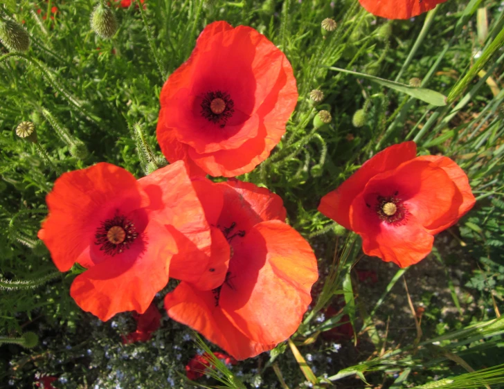 three red flowers stand out in the sun