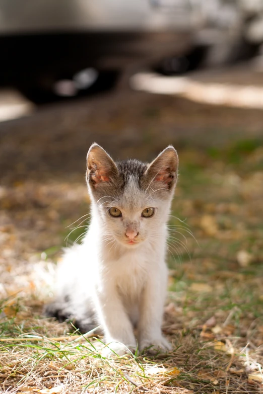 a small gray and white kitten on a grassy lawn