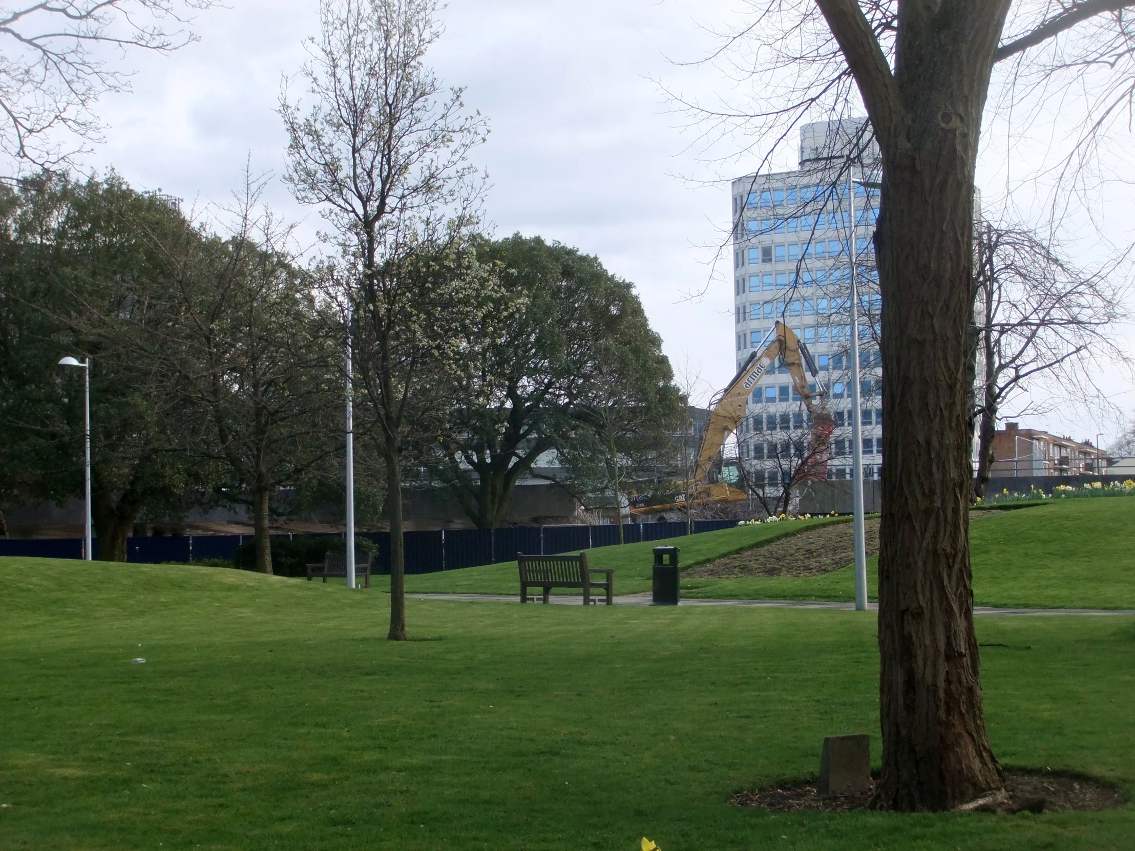 a tree in a park with no one around