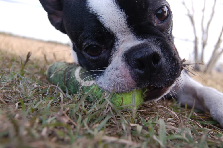 a dog is playing with an apple in the grass