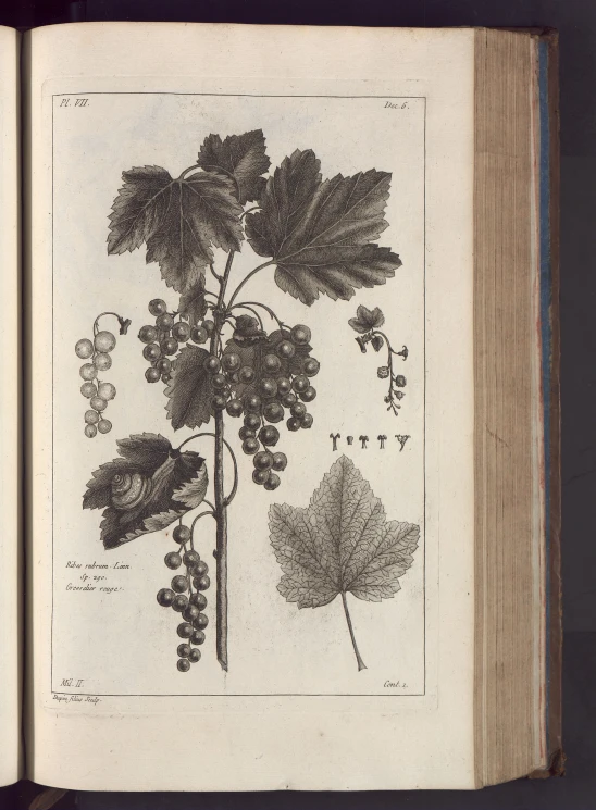 a book with several leaves and berries in it