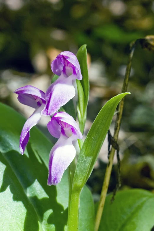 a purple orchid is blooming next to some green leaves