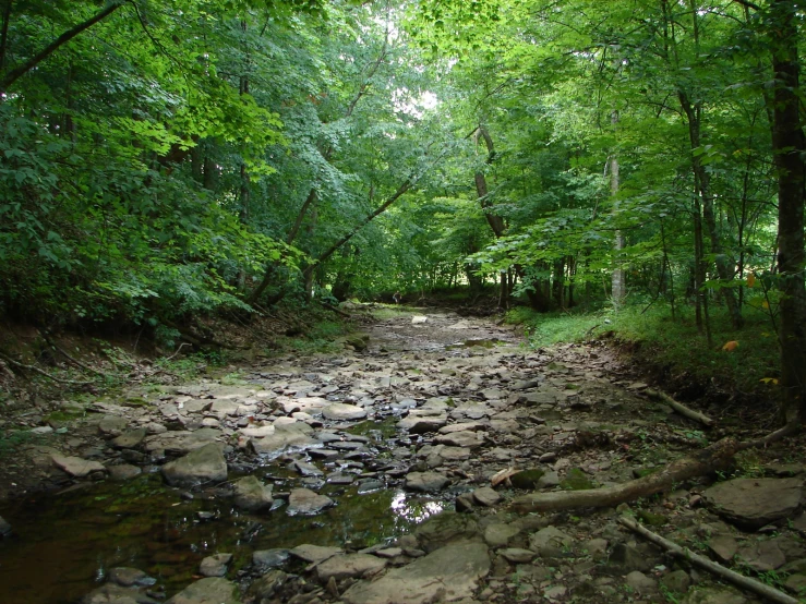 a rocky stream running through a green forest