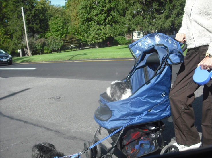 a dog pulling a wagon in the street