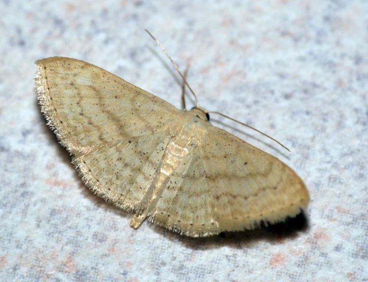 close up of moth like animal on cloth