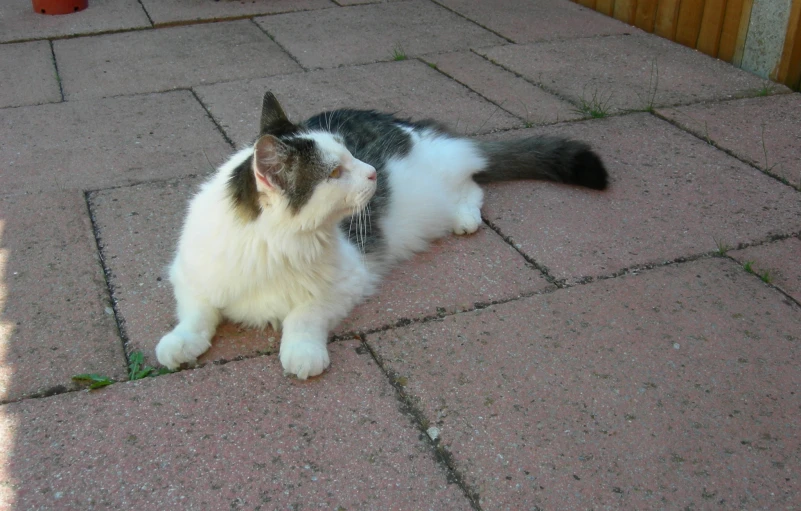 a multicolored cat sits on a patio area