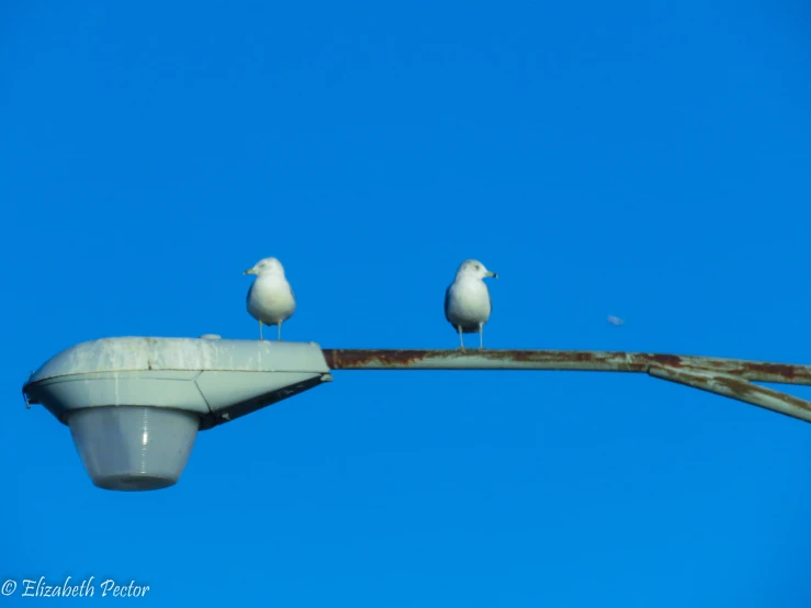 a couple of birds are sitting on the street lights