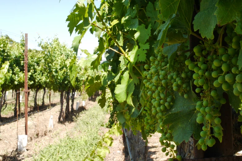 many gs are growing in a vined vineyard