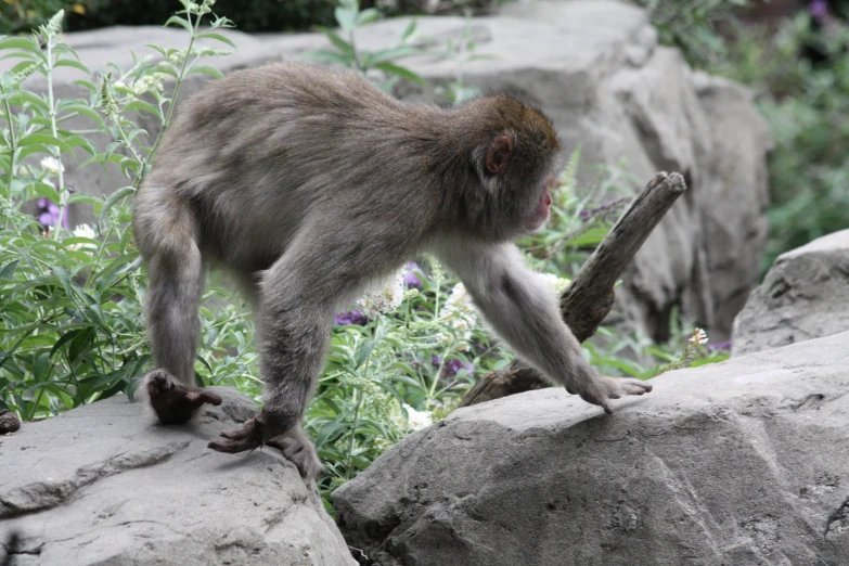 a monkey is standing on a tree nch