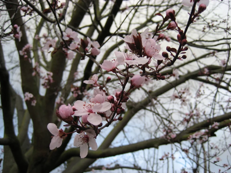 this is an image of pink flowers blooming on the nches of a tree