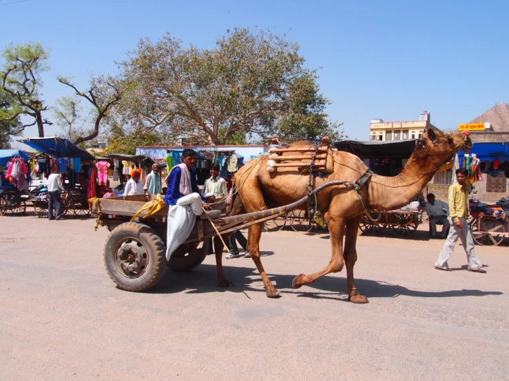 a camel standing on the side of a road