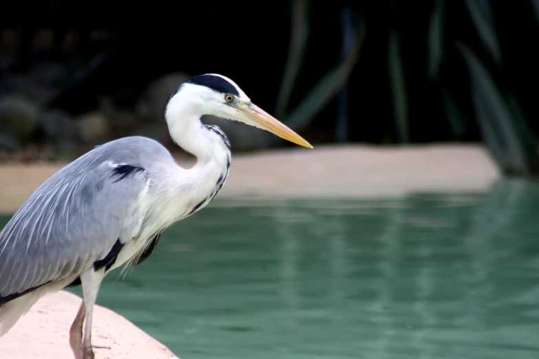 a bird sitting on the edge of the water