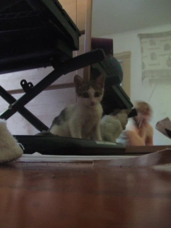 a cat sitting in an open suit case near a woman