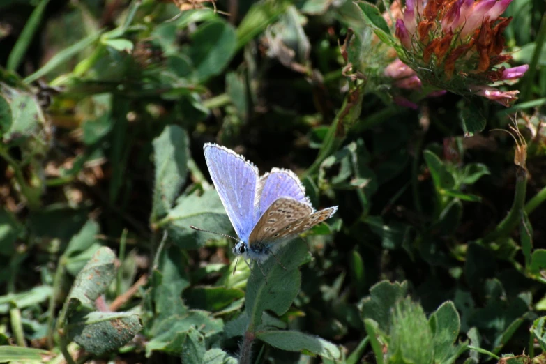 an adult blue erfly is sitting on top of a purple flower