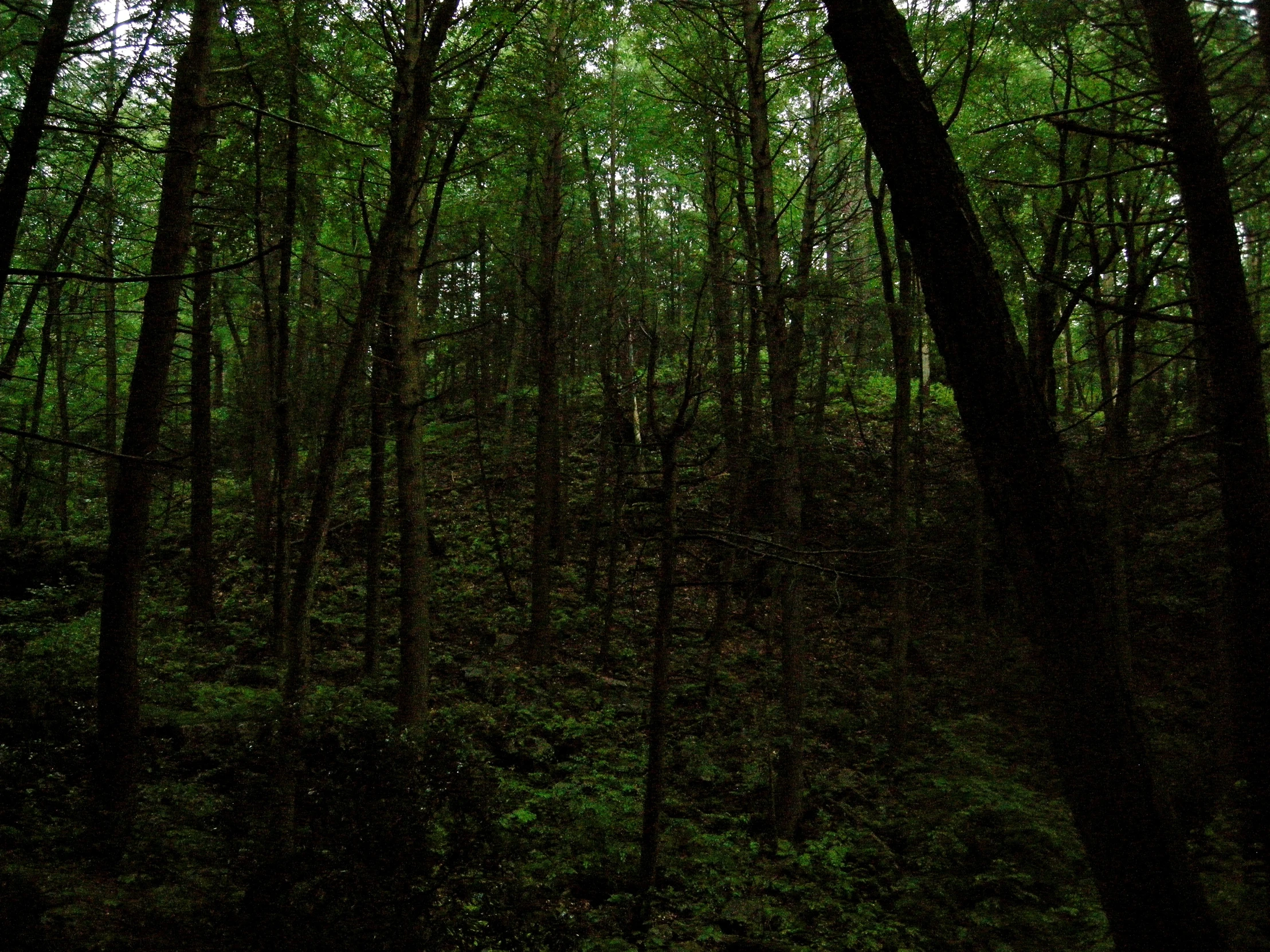 an area of green trees with white flowers and a man standing in the background