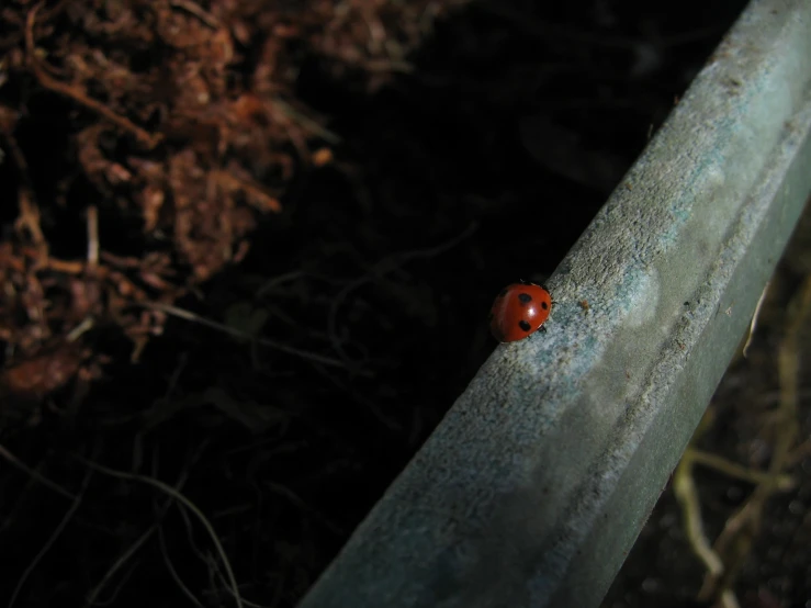 a lady bug that is laying down on a steel object