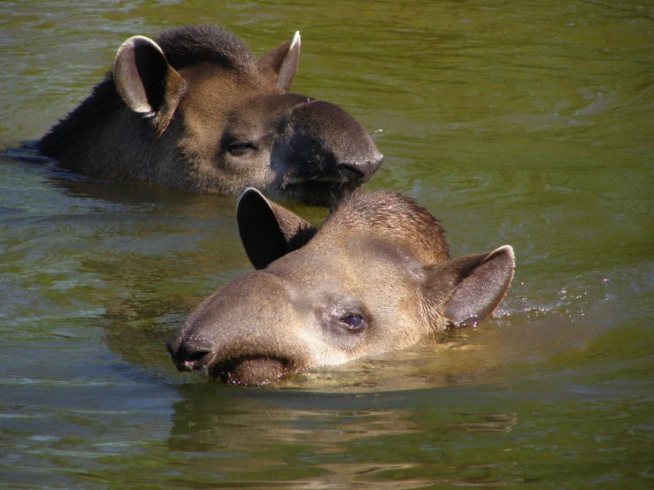 two animals in a pond with green colored water