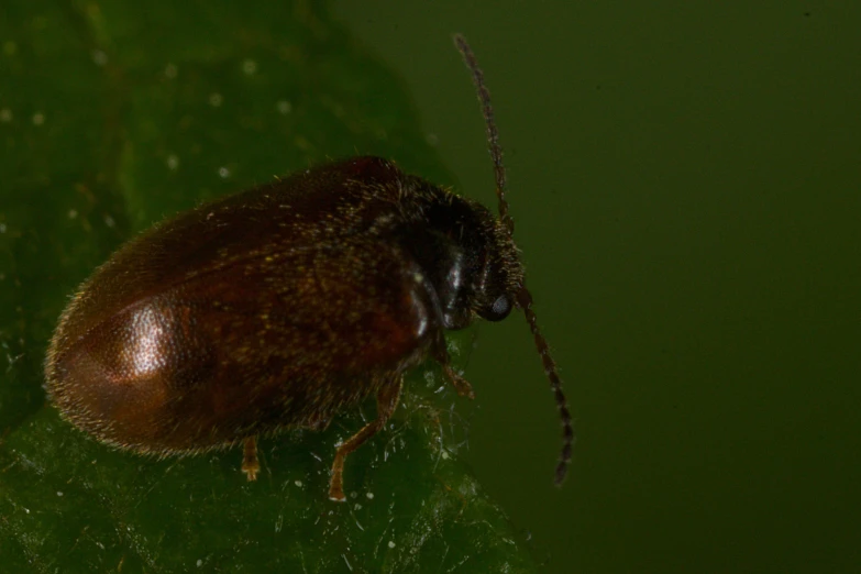 a brown bug is standing on a green leaf