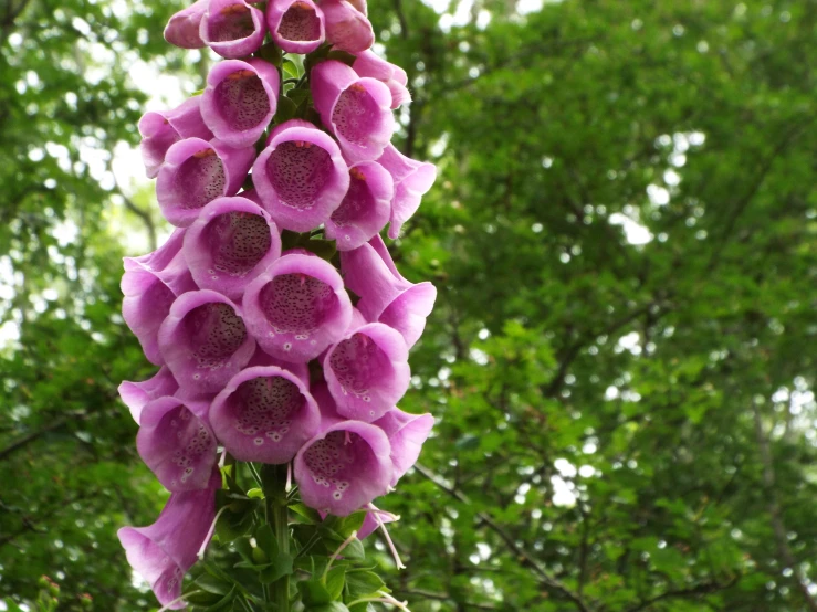 this is a flower that grows from the end of a stem