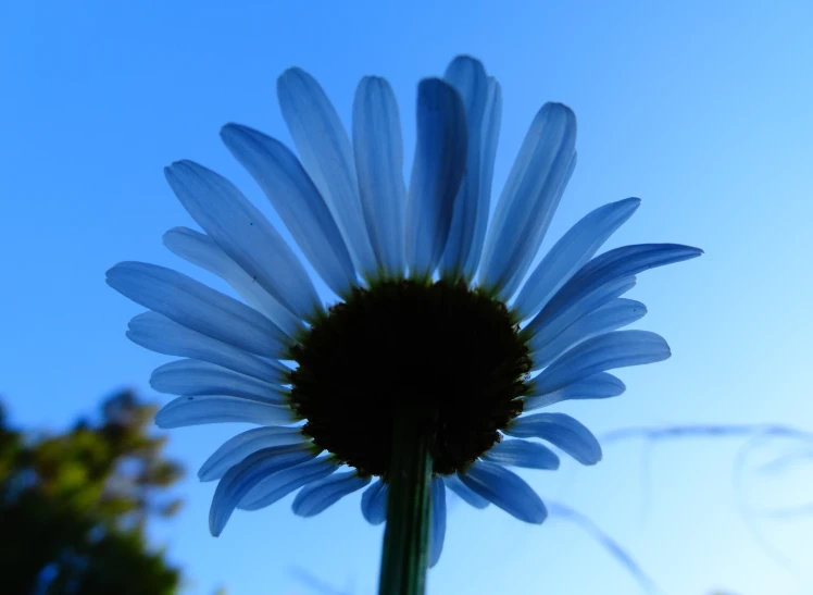 the back end of a blue flower against a bright blue sky