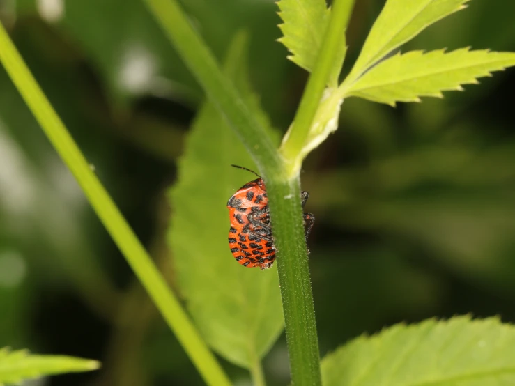 a bug sits on a green leaf while sitting on it's back