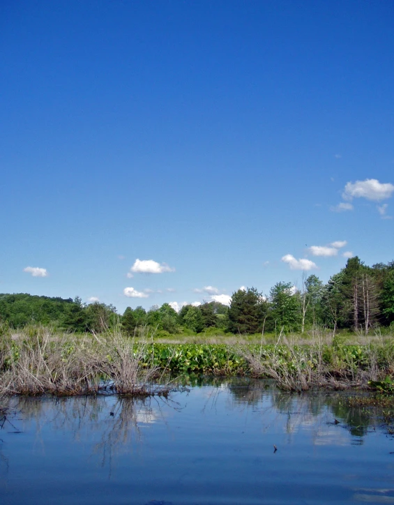 two giraffes stand in the distance looking at water