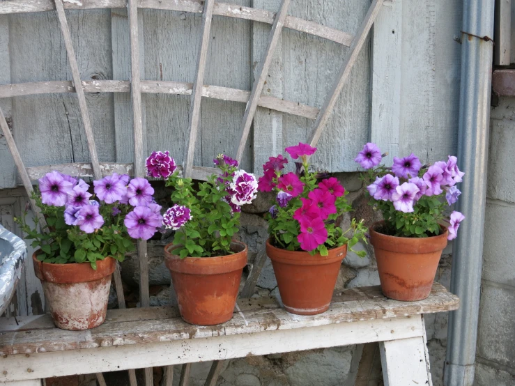 a bunch of flowers sitting in flower pot next to a bench