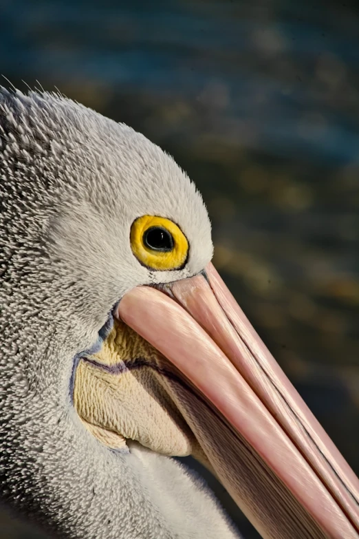 a large bird with it's mouth open by the water