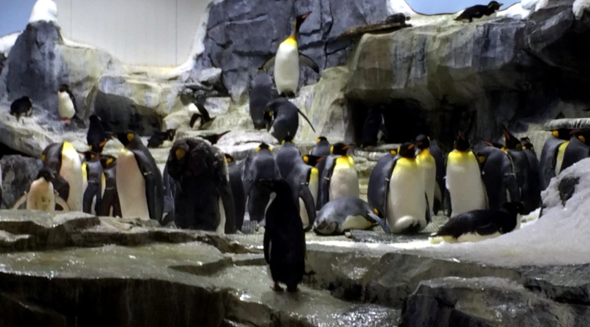 a number of penguins on display with one person in the foreground