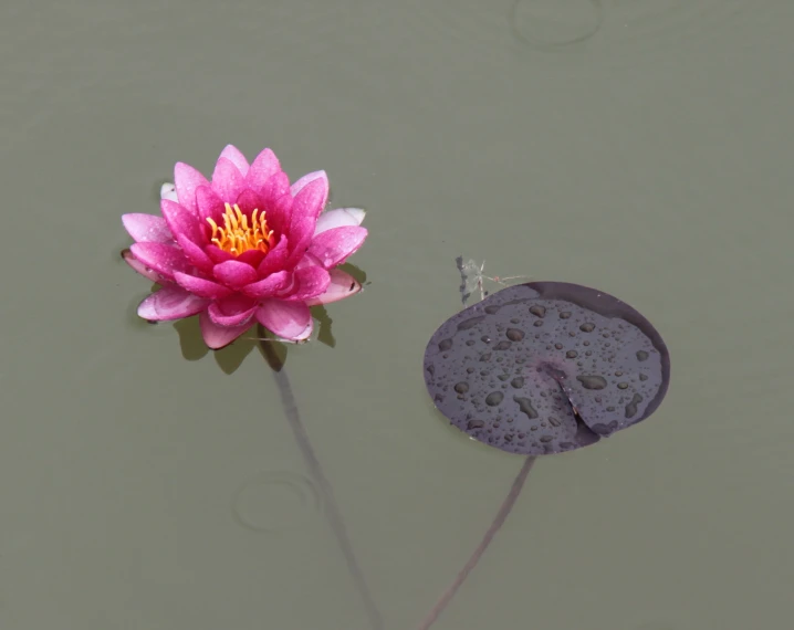 the flower is pink and has water droplets on it