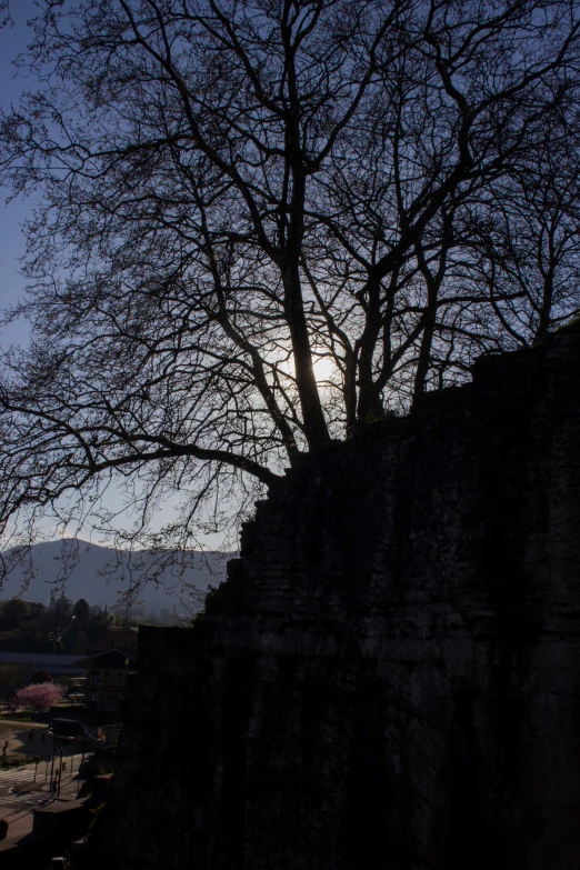 trees on the ground near the ruins of a castle